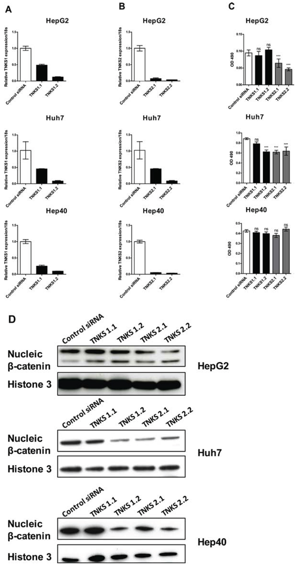 Transient knockdown of TNKS1 and TNKS2 inhibits WNT/&#x03B2;-catenin signaling in HCC cell lines.