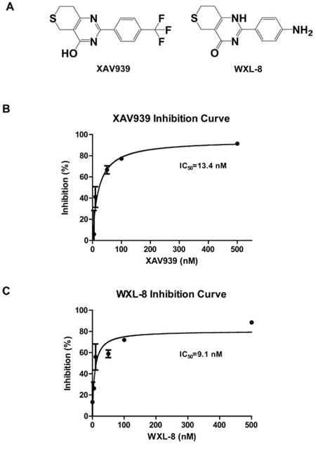 XAV939 and its derivative WXL-8 inhibit TNKS1 enzyme activity.