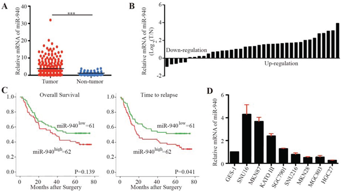 MiR-940 is increased in gastric cancer and associated with poor prognosis.