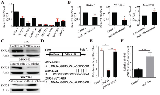 MiR-940 negatively regulates ZNF24 by binding to the ZNF24 3&#x2032;UTR.