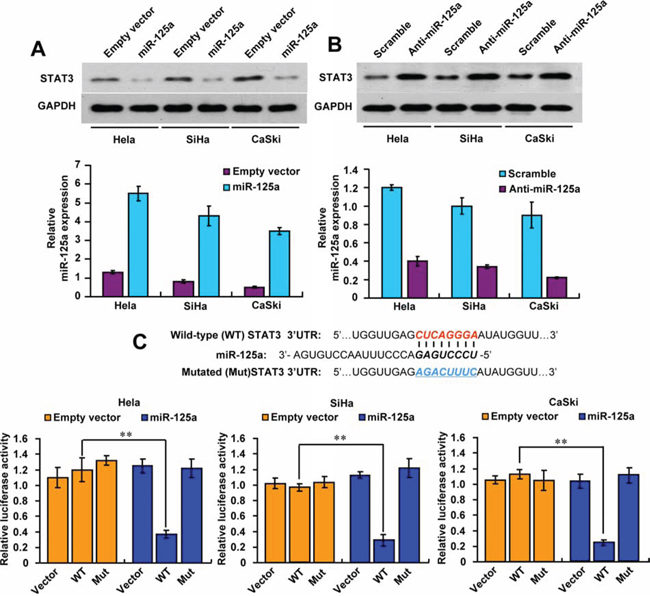 MiR-125a suppresses STAT3 expression by targeting its 3&#x2032;-UTR.