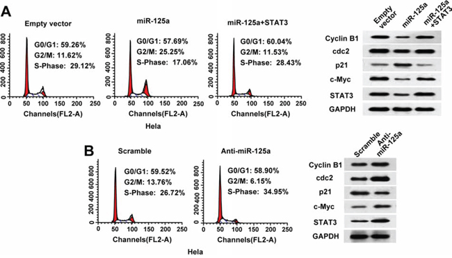 MiR-125a induces cell cycle arrest at G2/M transition in CC cells through suppression of STAT3.