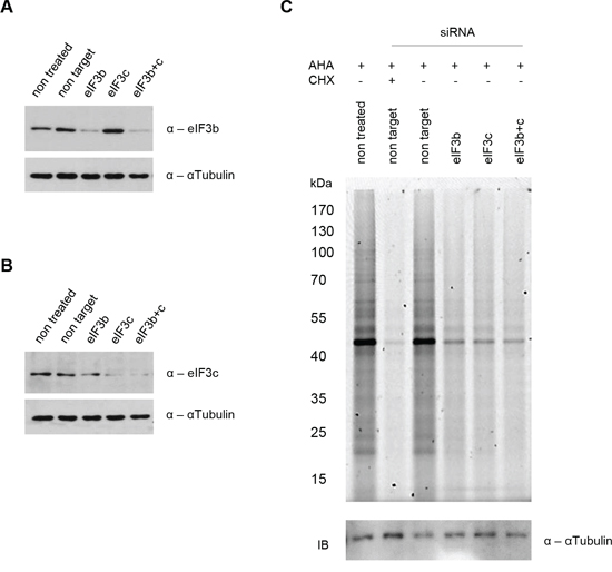 siRNA mediated knockdown of eIF3b and/or eIF3c blocks nascent protein synthesis in IMR-90 cells.
