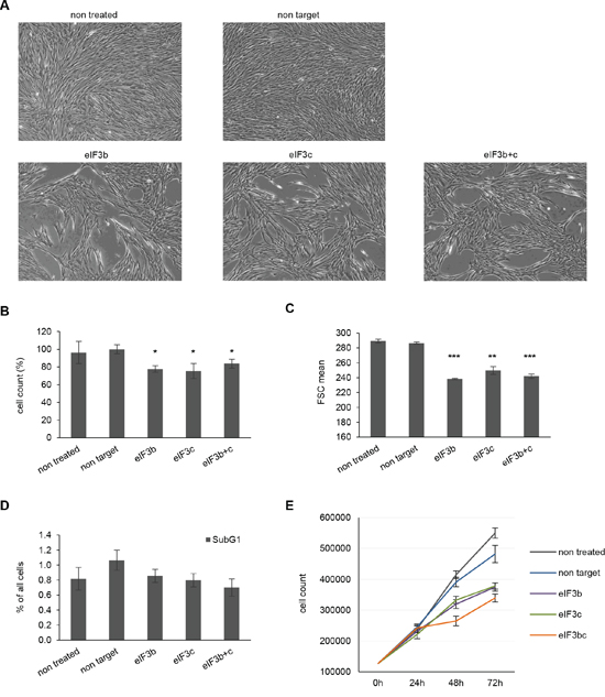Depletion of eIF3b and/or eIF3c decreases proliferation and cell size of IMR-90 cells.