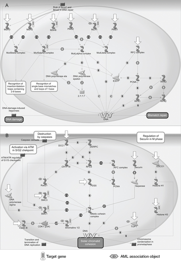 Enriched pathways of candidate miRNAs.