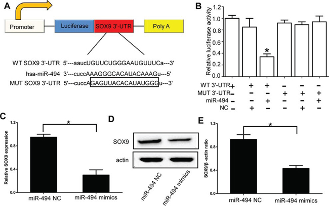 SOX9 is the direct target of miR-494 in chondrosarcoma cells.