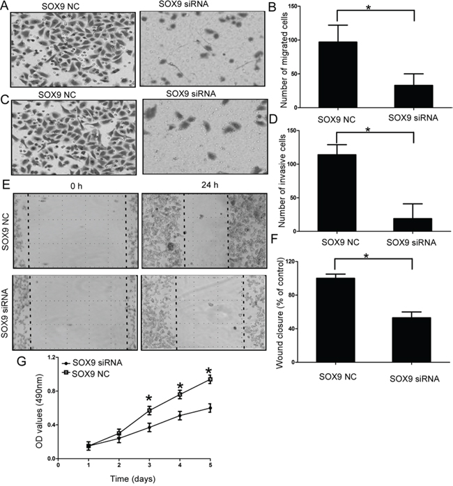 Effect of SOX9 on cell migration and invasion of chondrosarcoma cells.