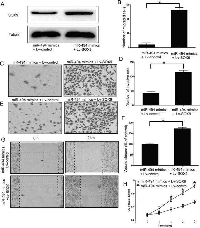 SOX9 is an important functional mediator of miR-494 in chondrosarcoma cells.