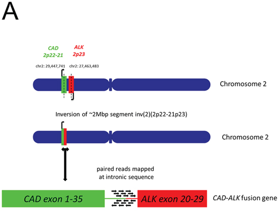 Figure 2A: Schematic of chromosomal location and transcription direction and breakpoint of CAD and ALK genes in the CAD-ALK positive CRC patient.
