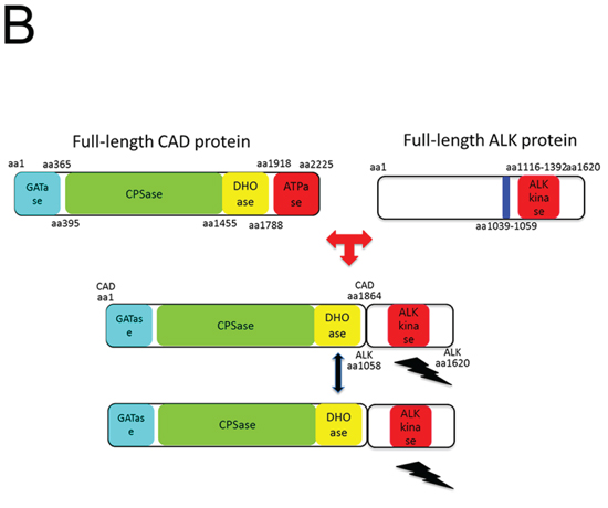 Figure 2B: Schematic of the CAD-ALK fusion protein domains and potential dimerization domains.