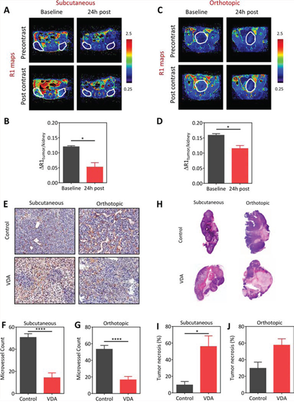 Vascular disruptive activity of EPC2407 against subcutaneous and orthotopic Myc-CaP prostate tumors evaluated by magnetic resonance imaging and immunohistochemistry.