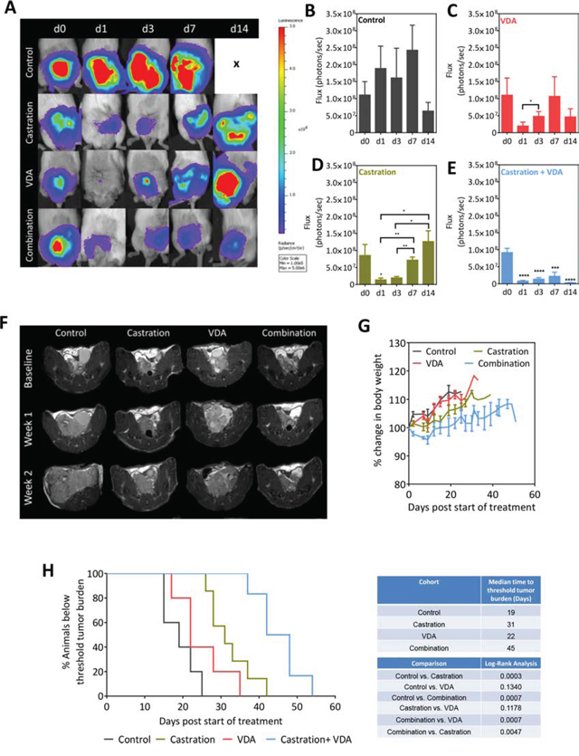 BLI and MRI based monitoring of therapeutic efficacy of EPC2407 in combination with castration against orthotopic Myc-CaP tumors.