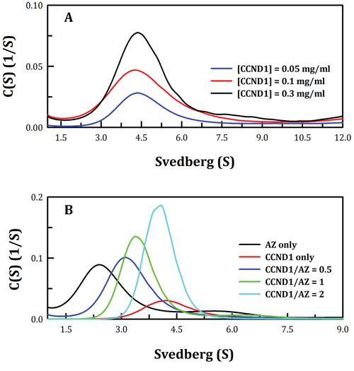 Continuous sedimentation coefficient distribution of the human CCND1 protein and the AZ-CCND1 complex.