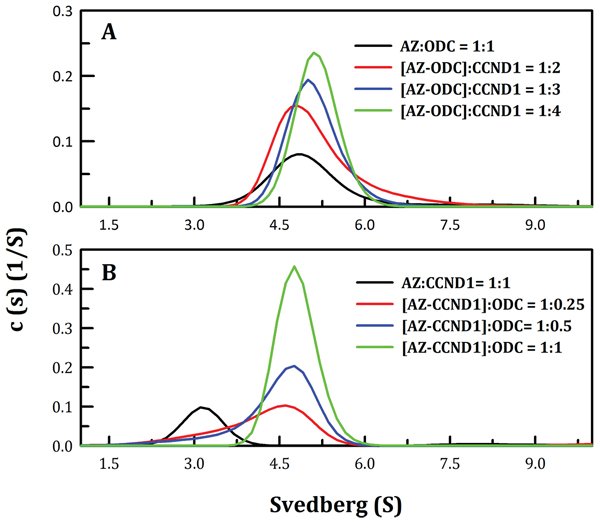 Continuous sedimentation coefficient distributions of the AZ-ODC complex with increasing concentrations of CCND1 and of the AZ-CCND1 complex with increasing concentrations of ODC.