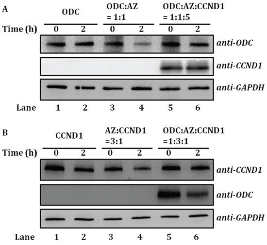 AZ-mediated ODC and CCND1 protein degradation.