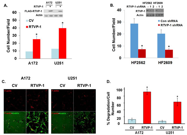 RTVP-1 promotes cell invasion and invadopodia formation.