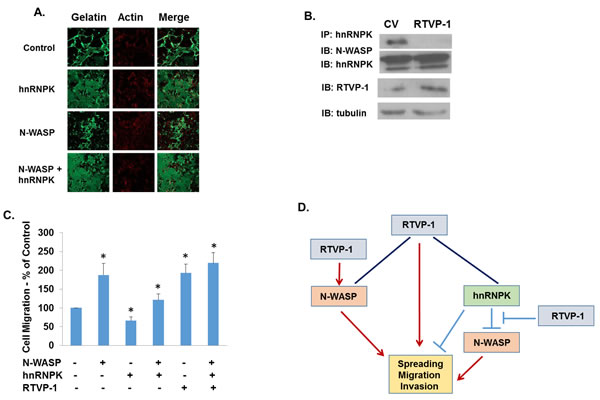 RTVP-1 inhibits the interaction of N-WASP and hnRNPK in glioma cells.