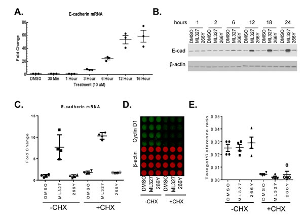 ML327 increases E-cadherin expression in SW620inv colon cancer cells.