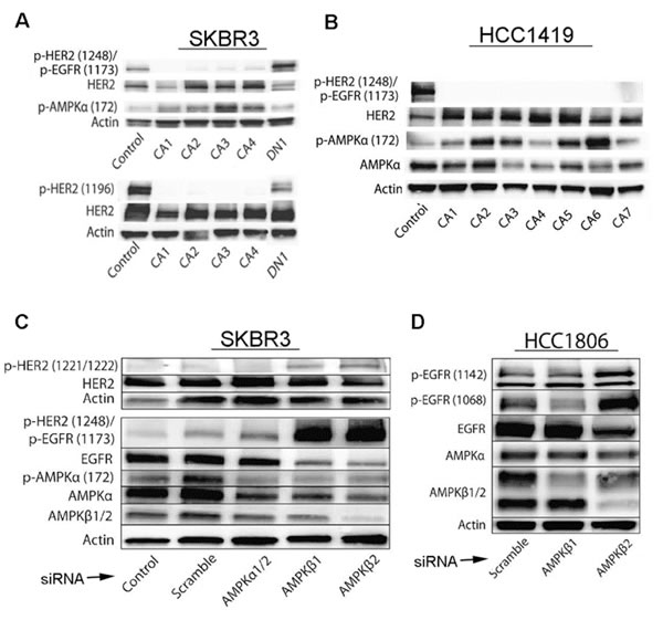 Effects of activated AMPK on phosphorylation of HER2 and EGFR is confirmed by genetic regulation of AMPK levels and activity.