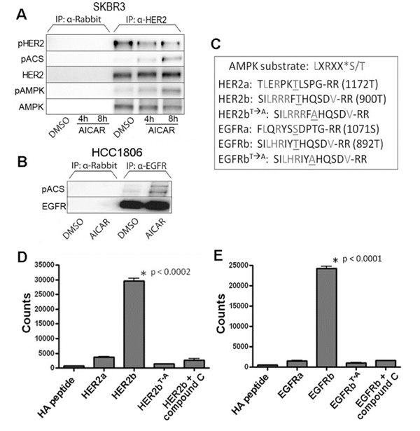 Activated AMPK phosphorylates an AMPK consensus site on HER2 and EGFR.