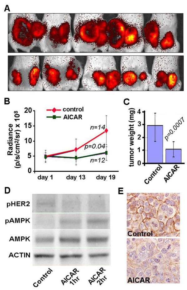 AICAR inhibits growth of SKBR3 xenografts in immunodeficient mice.