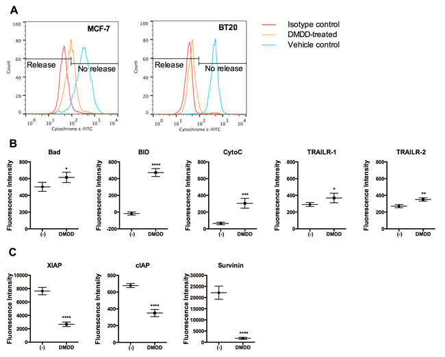 Analysis of cytochrome c release and apoptotic protein expression in DMDD-treated BT20 cells.