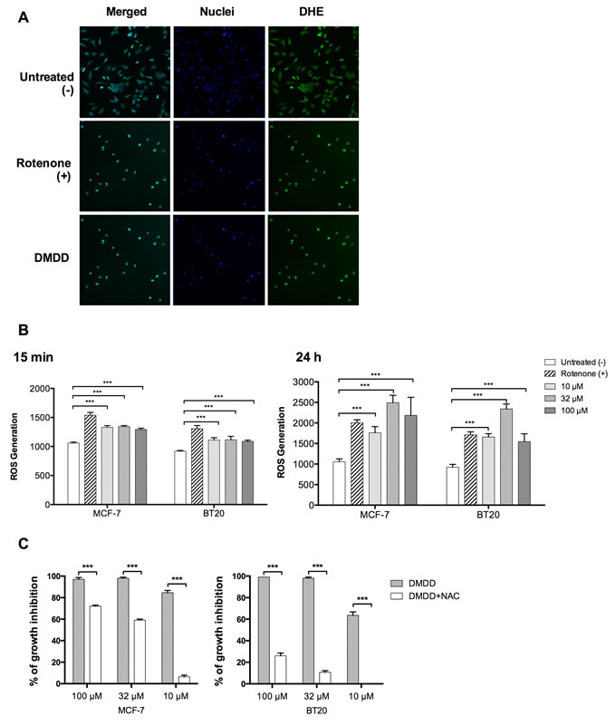 Oxidative stress induction in human breast carcinoma cells MCF-7 and BT20.