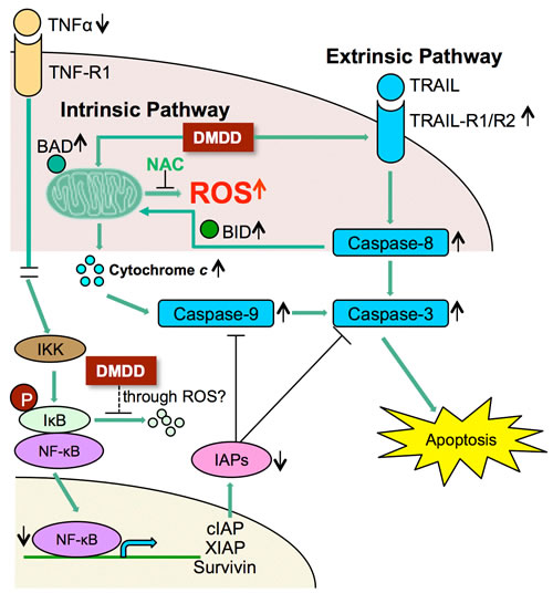 Potential scheme of intrinsic and extrinsic apoptotic pathway induction by DMDD.