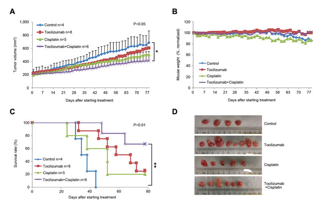 Effect of tocilizumab and/or cisplatin in preclinical models of mucoepidermoid carcinoma.