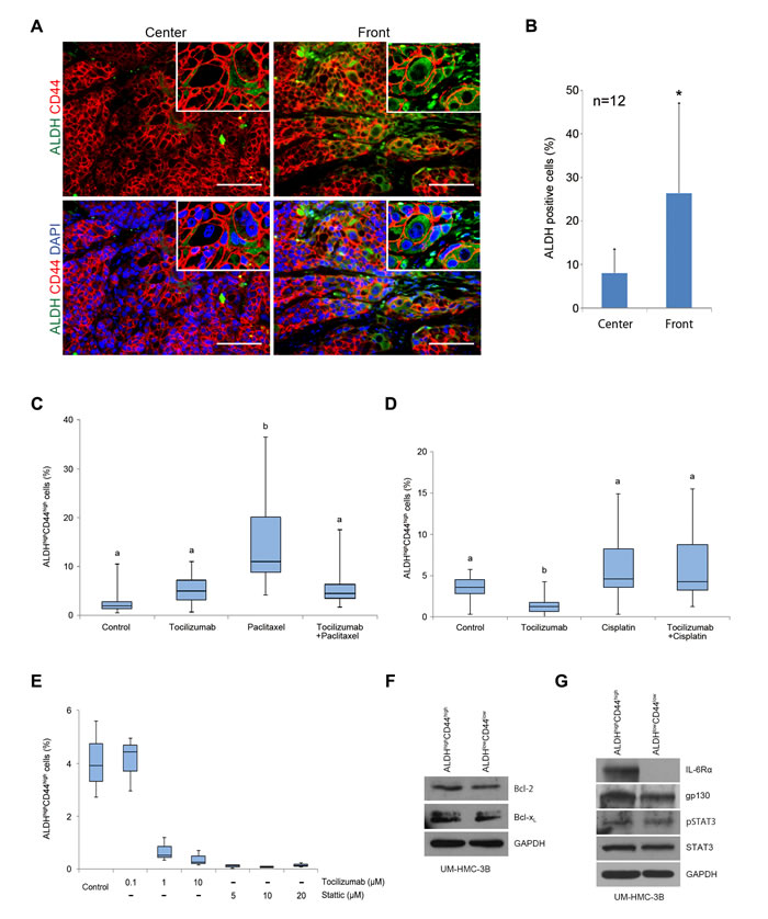 Effect of tocilizumab and paclitaxel on cancer stem cells