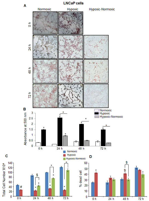 Hypoxia induces lipid accumulation and promotes proliferation following reoxygenation in prostate cancer LNCaP cells.