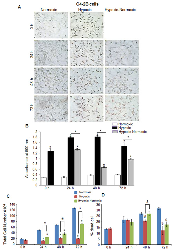 Hypoxia induces lipid accumulation and promotes proliferation following reoxygenation in prostate cancer C4-2B cells.