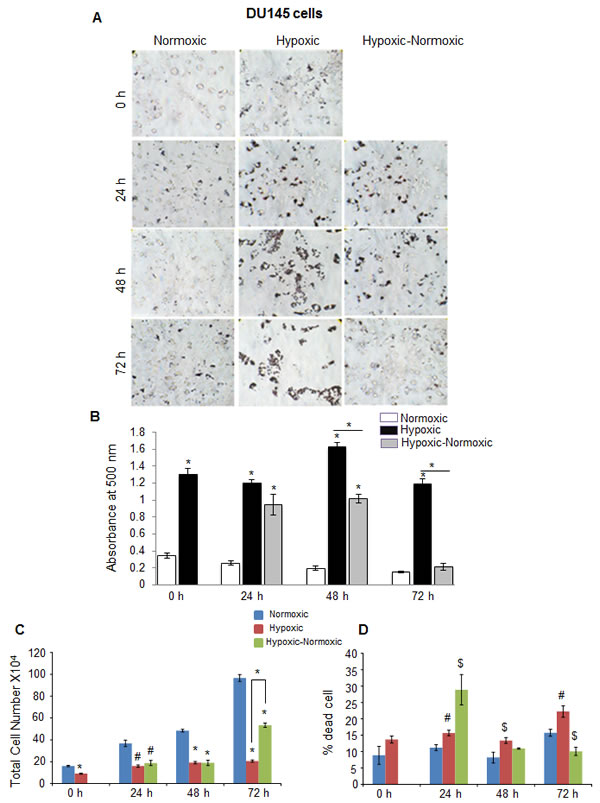 Hypoxia induces lipid accumulation and promotes proliferation following reoxygenation in prostate cancer DU145 cells.