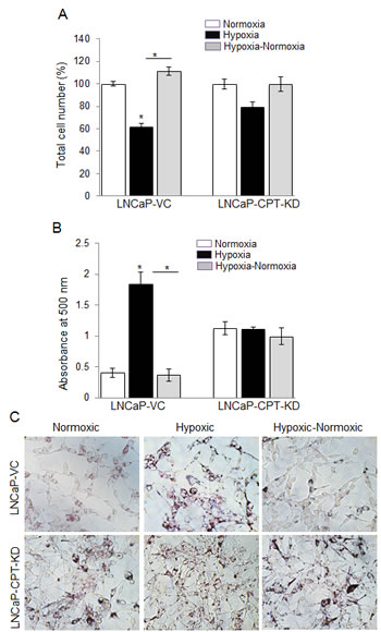 CPT1 knock-down compromised cell growth due to lack of lipid use following reoxygenation in hypoxic LNCaP cells.