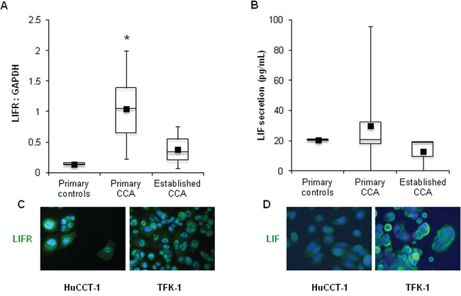 LIFR and LIF expression in human primary and established CCA cell lines.