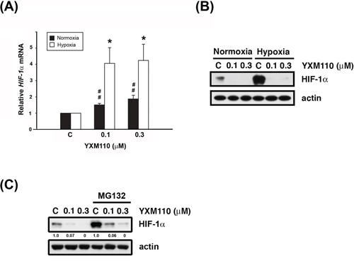 YXM110 inhibits HIF-1&#x03B1; translation.