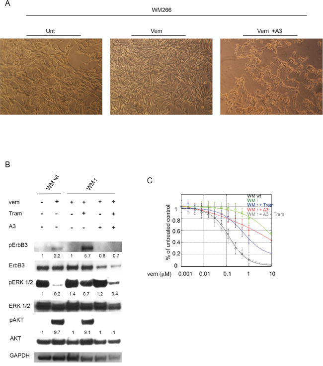 Anti-ErbB3 mAbs restore drug sensitivity to vemurafenib in resistant melanoma cells.