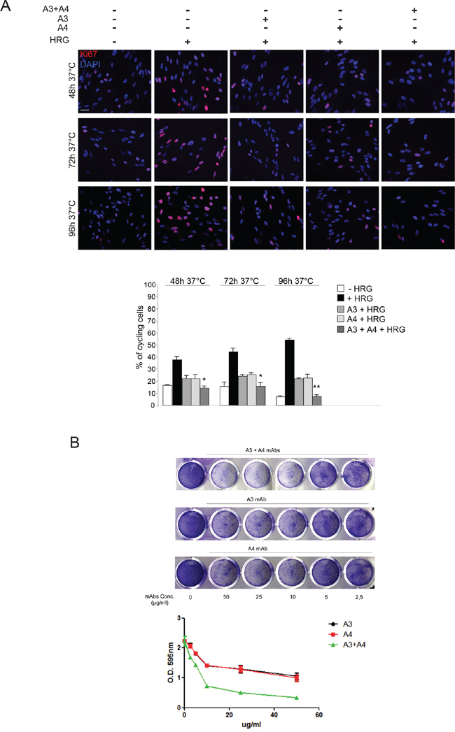 Combination of anti-ErbB3 mAbs is more effective in inhibiting melanoma cell growth compared to the single treatments.