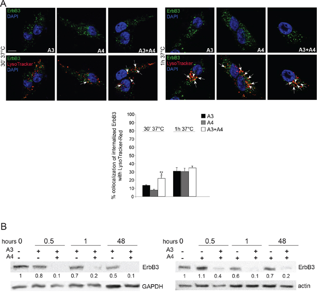 Combination of anti-ErbB3 mAbs is more effective in inducing receptor internalization and degradation.