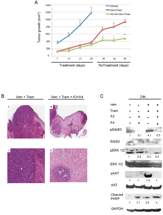 Anti-ErbB3 mAbs combination reduces tumor relapse when combined with vemurafenib and trametinib.