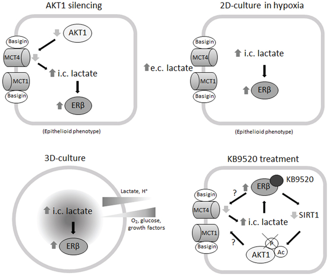 Mechanisms of ER&#x03B2; induction and KB9520 action in biphasic MPM cells.