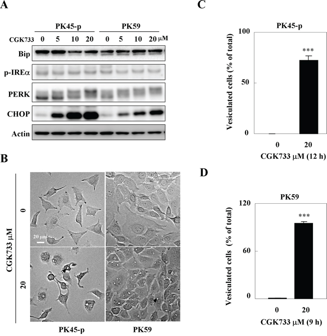 CGK733 induced ER stress through the PERK/CHOP signaling pathway.