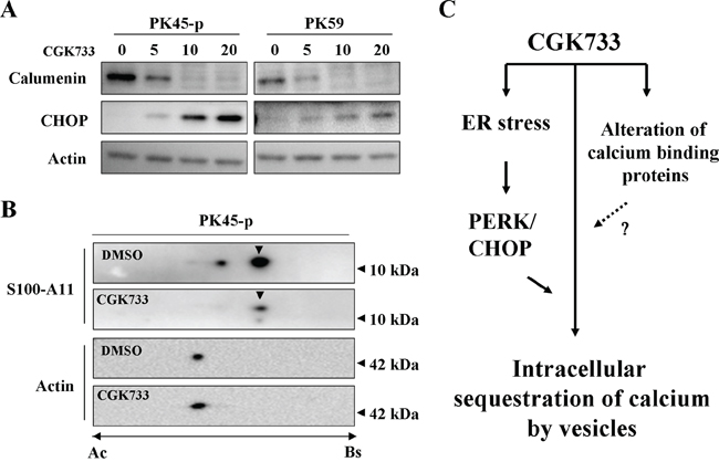 Alterations of calumenin and protein S100-A11 were induced by treatment with CGK733.
