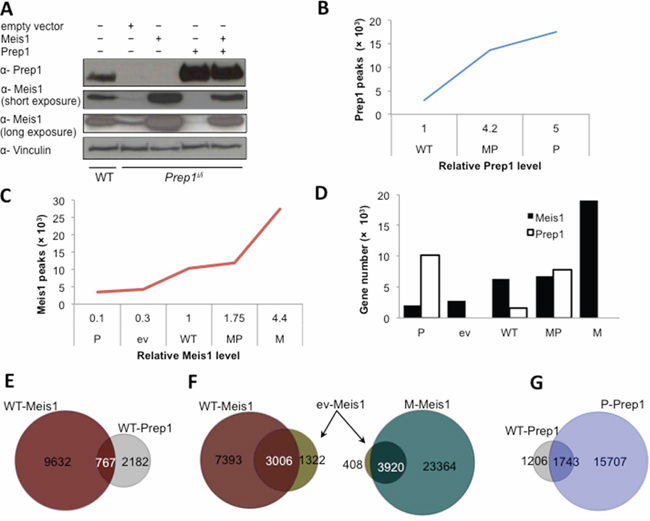 DNA binding profiles of Meis1 and Prep1 in MEFs.