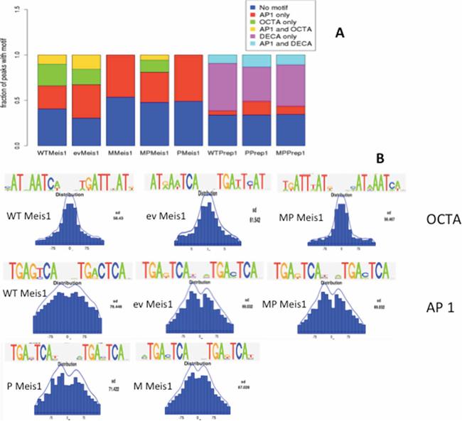 Meis1 and Prep1 binding sites in MEFs are enriched in AP-1 consensus DNA sequences.