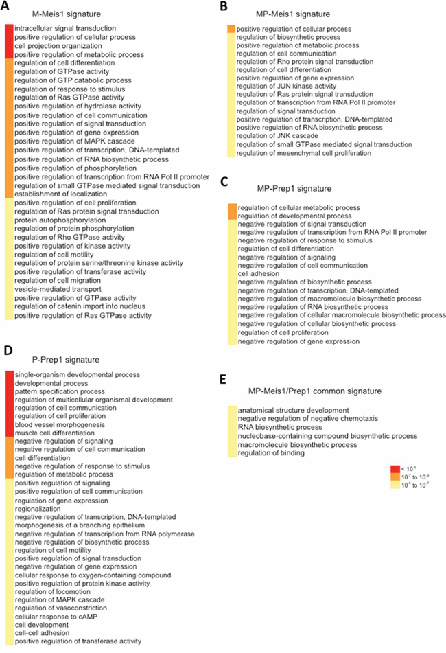 The Meis1 oncogenic and the Prep1 tumor-suppressive signatures.