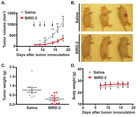 BIRD-2 induces HMCL cell death in vivo.