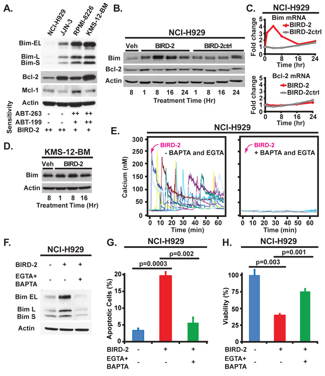 Bim levels and their regulation by BIRD-2 in HMCLs.