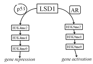 Schematic depicting model for LSD1 regulation by p53 and AR.