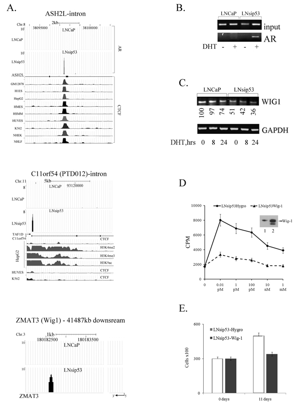 ChIP-seq analysis of LNsip53-specific AR-binding peaks.